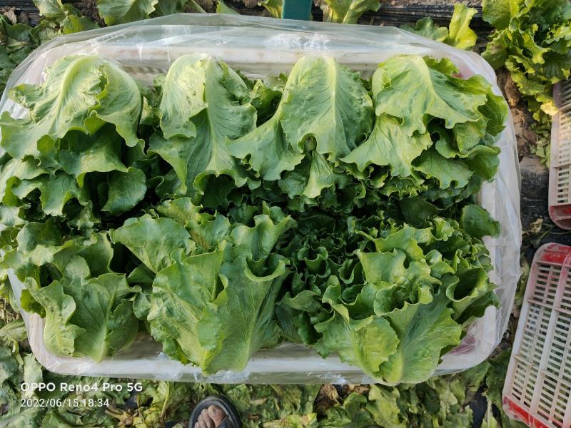 【产地直发】生菜大量供应产地直发质量保证全国发货
