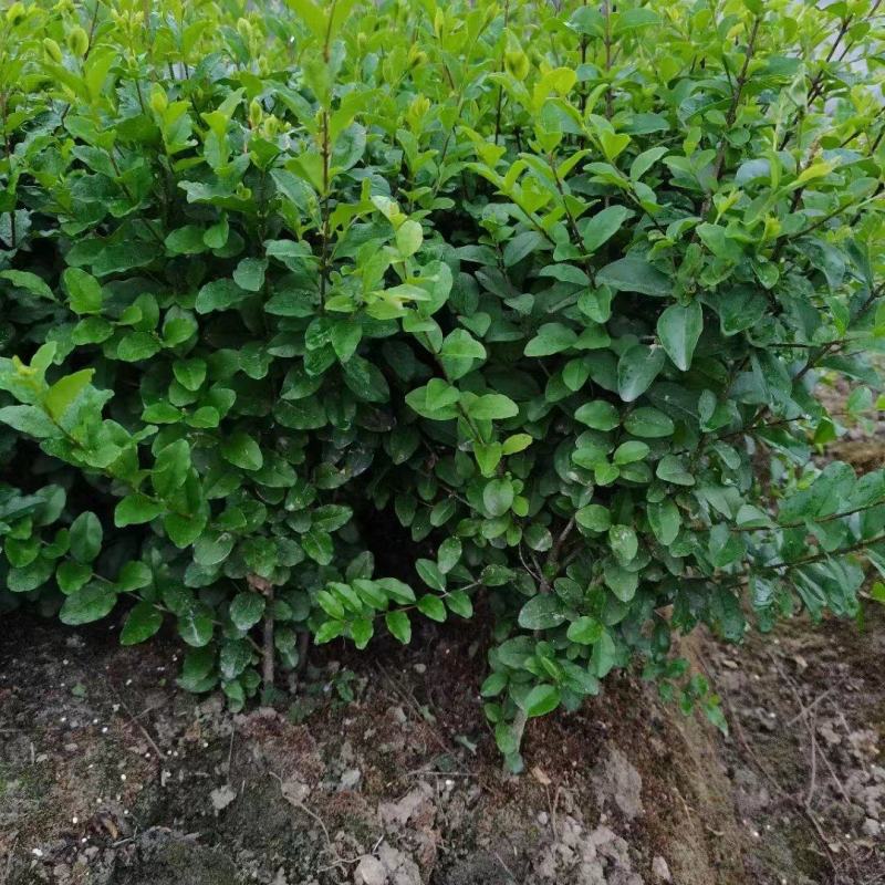 水蜡，货源充足。价格便宜，需要来买