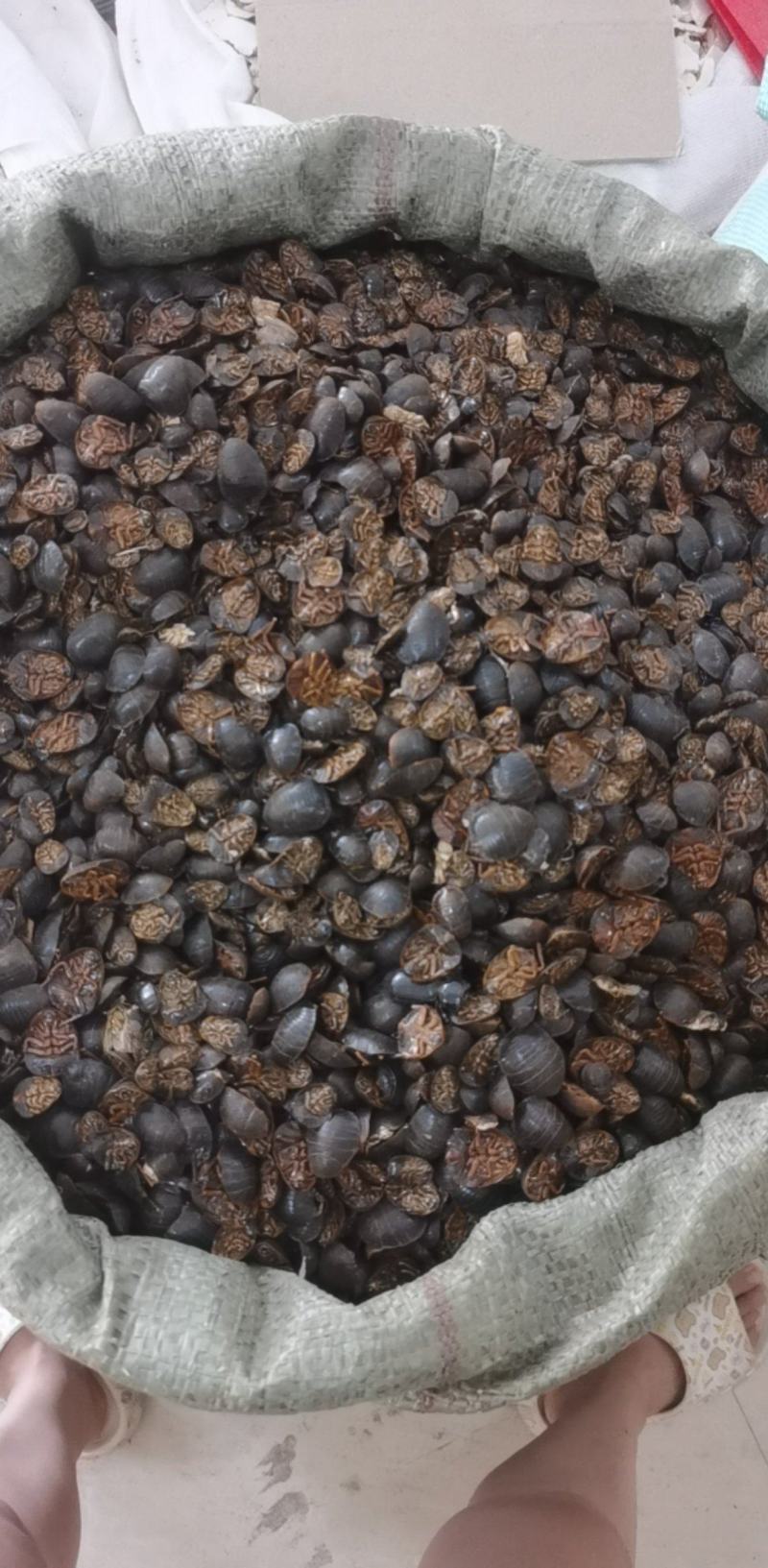 土元统装500g产地山东振兴药材购销站量大从优
