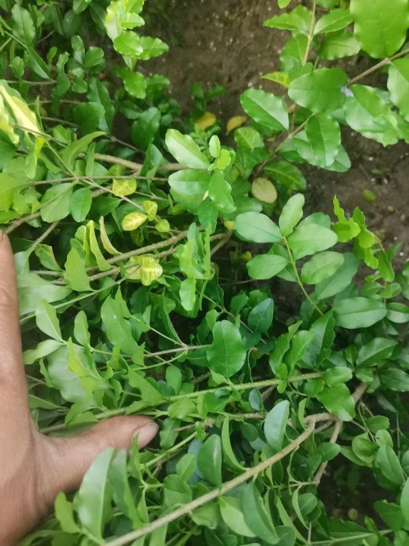 水蜡，货源充足。价格便宜，需要来买