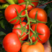 嫁接大红番茄苗，红果西红柿苗子，石头果番茄苗