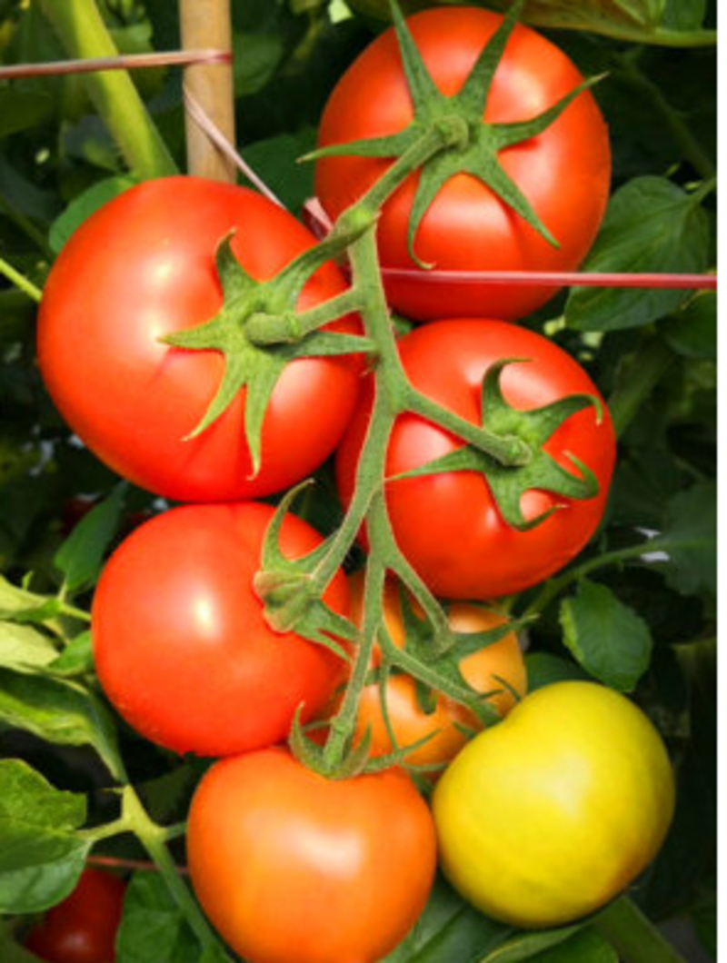 嫁接大红番茄苗，红果西红柿苗子，石头果番茄苗