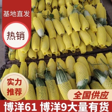 精品甜瓜，博洋六一，山东万亩甜瓜基地，货源充足！