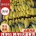 精品甜瓜，博洋六一，山东万亩甜瓜基地，货源充足！