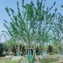 四川丛生朴树基地直供5杆10-15公分质量保证全国发货