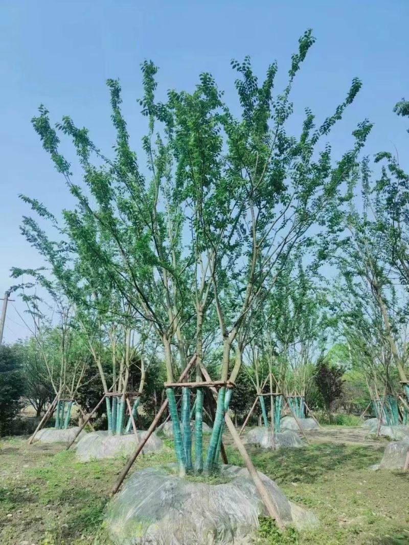 四川丛生朴树基地直供5杆10-15公分质量保证全国发货
