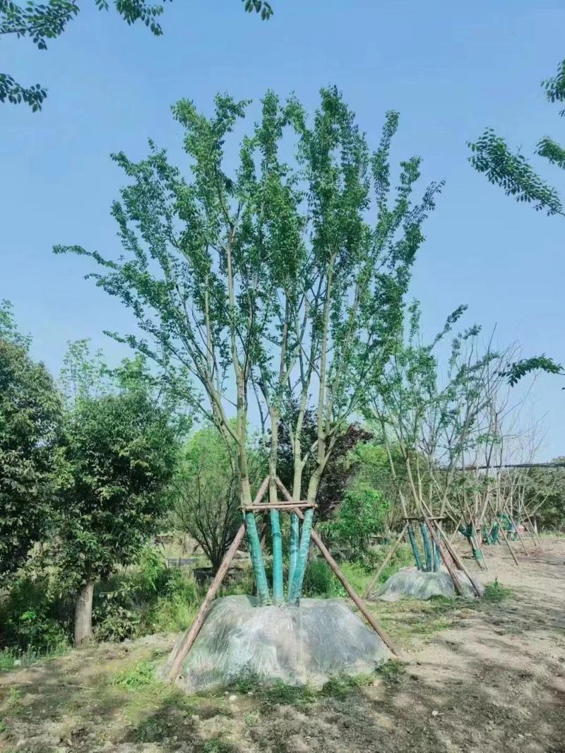 四川丛生朴树基地直供5杆10-15公分质量保证全国发货