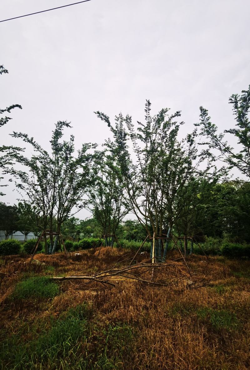 四川丛生朴树基地直供5杆10-15公分质量保证全国发货
