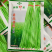 南方夏秋种植国际快线豆角种子油绿条花仁肉厚纤维少