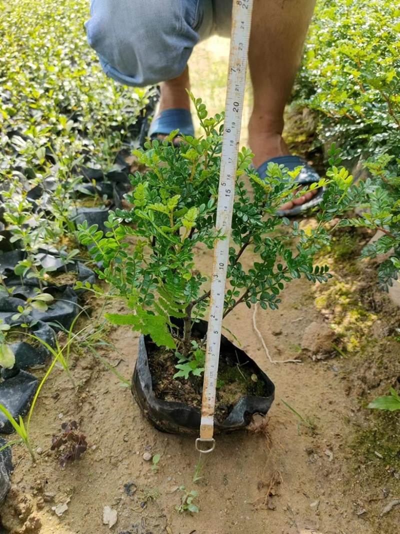 清香木基地直销胡椒木价格苗圃基地工程电商款