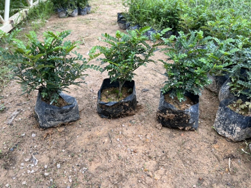 清香木基地直销胡椒木价格苗圃基地工程电商款