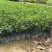 清香木基地直销胡椒木价格苗圃基地工程电商款