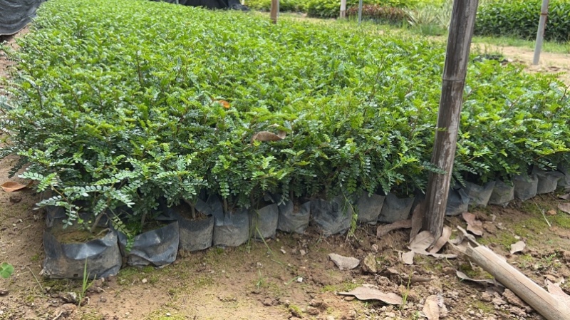 清香木基地直销胡椒木价格苗圃基地工程电商款