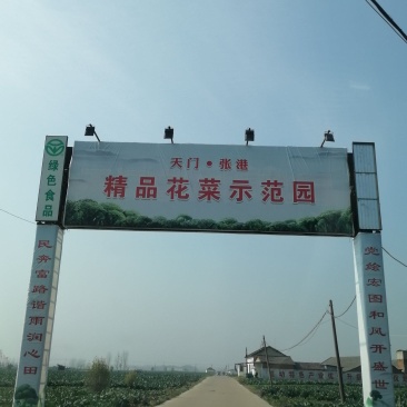 松紧菜花2~3斤，颜色白，包装齐全，欢迎整车采购发货