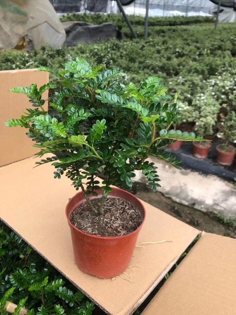 清香木基地直销胡椒木价格苗圃基地工程电商款