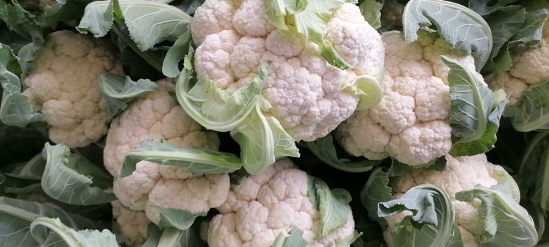 精选菜花，紧花散花2/3斤，产地供货，欢迎采购，质量可靠