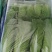 精品小快菜