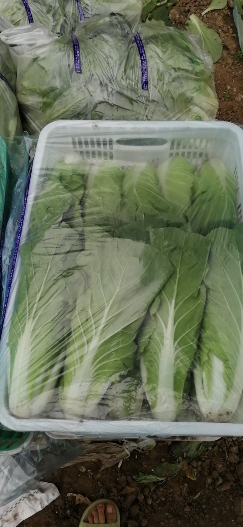 精品小快菜