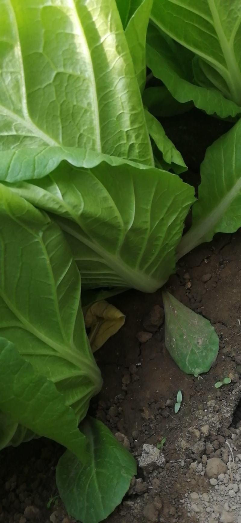 精品小快菜
