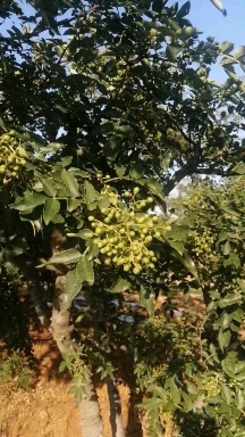 花椒大量供应，价格优惠，欢迎采购