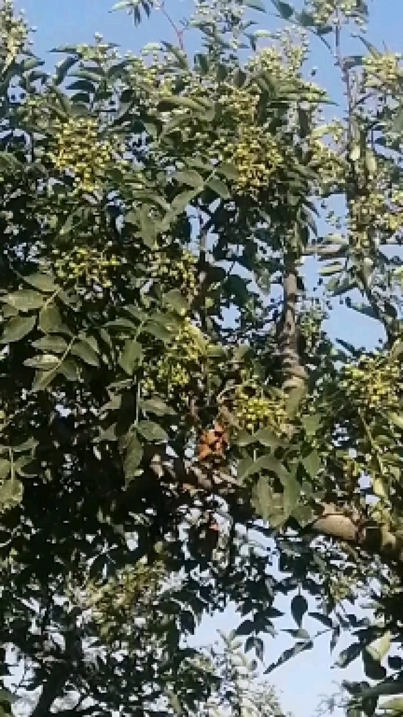 花椒大量供应，价格优惠，欢迎采购