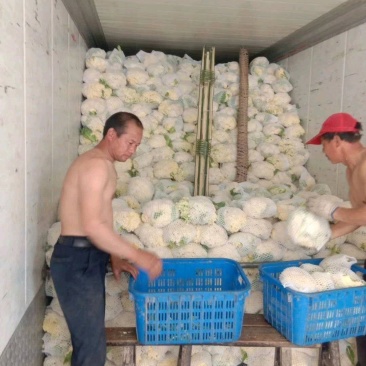 湖北菜花松花菜散花菜花产地直发品种全【一手货源】欢迎咨询