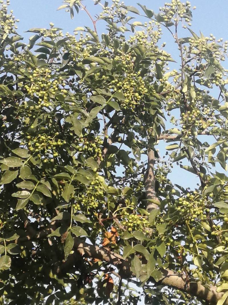 花椒大量供应，价格优惠，欢迎采购