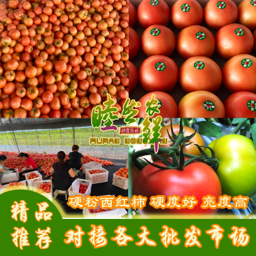 硬粉西红柿