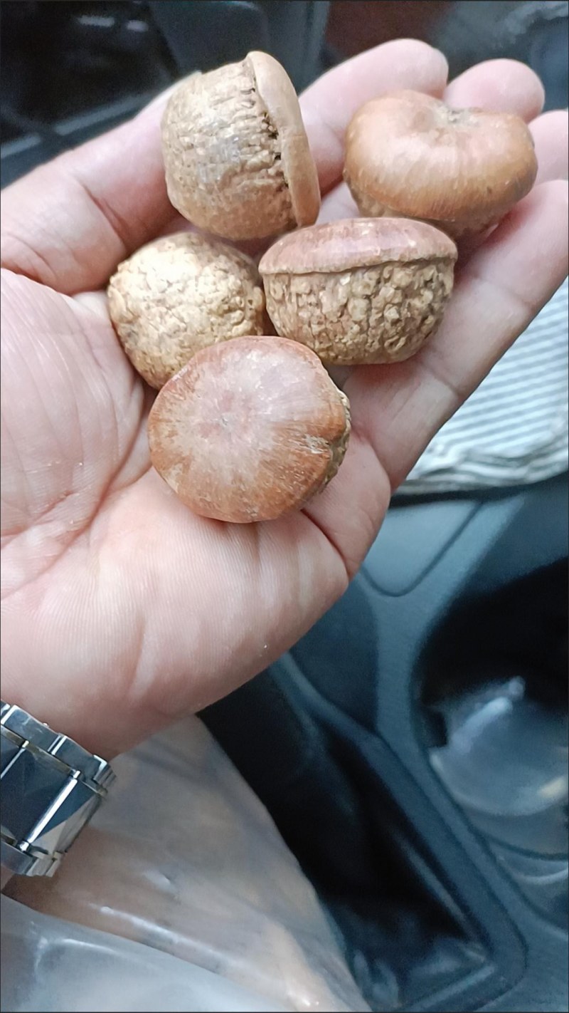 中药材风流果老树优选当天发货包邮泡酒药用