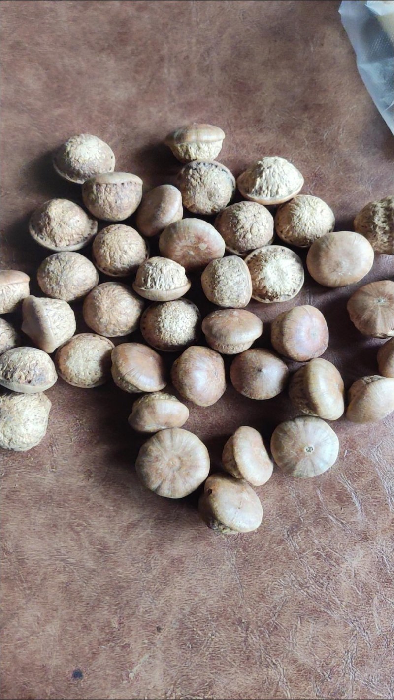 中药材风流果老树优选当天发货包邮泡酒药用