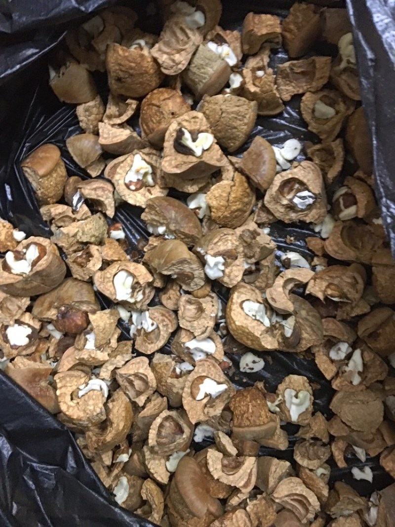 中药材风流果老树优选当天发货包邮泡酒药用
