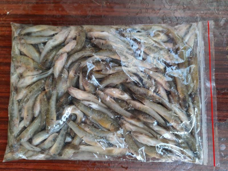 趴地虎，精品淮河趴地虎，鲜活冰鲜冷冻，2斤一包。