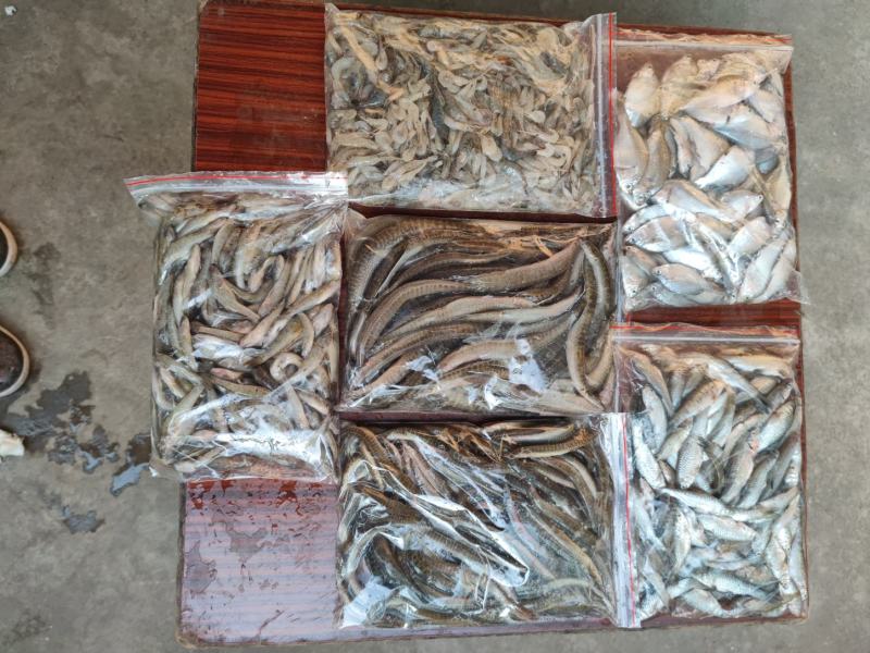麦穗鱼，精品淮河麦穗鱼，新鲜干净，去内脏，2斤一袋
