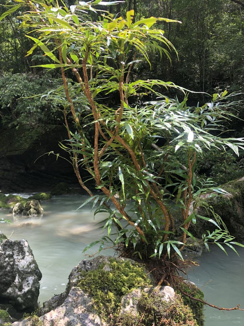 贵州大自然的十大功劳，