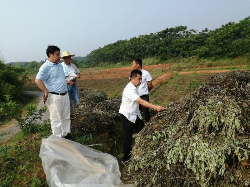 艾草全棵干料优惠价出售