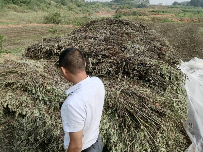 艾草全棵干料优惠价出售