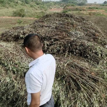 艾草全棵干料优惠价出售