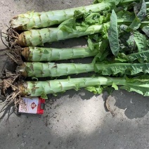 甘肃定西莴笋大量上市.无空心无空节自己家种植大量批发