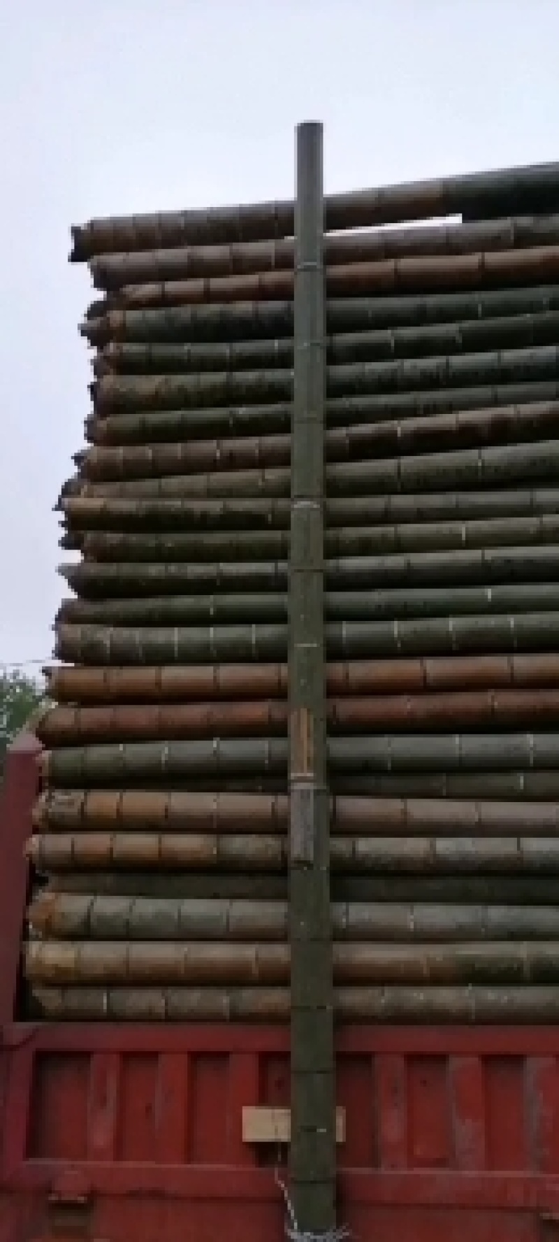 毛竹