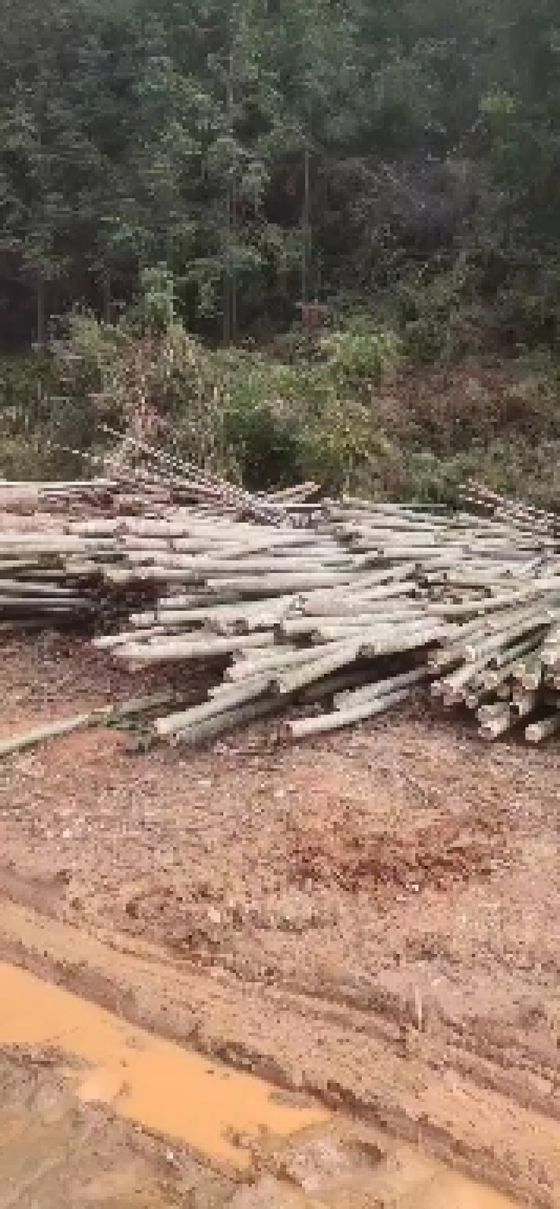 毛竹