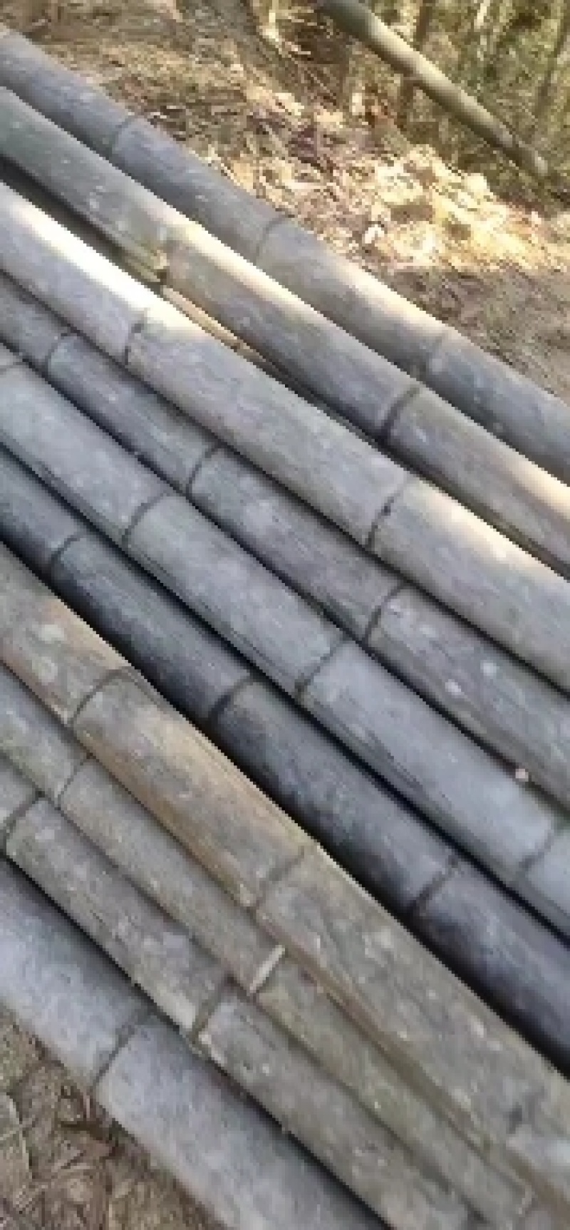 毛竹