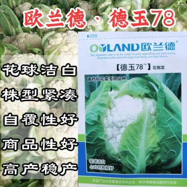 欧兰德德玉78紧花菜种子实花菜菜花花球洁白自覆免盖花