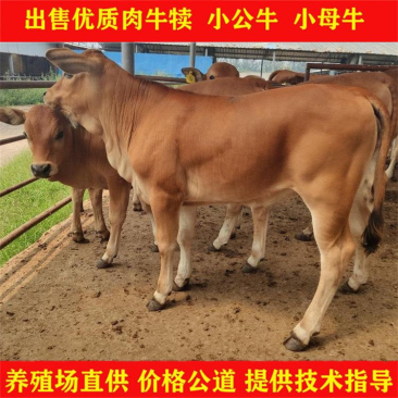 黄牛犊黄牛苗价格便宜数量多有需要的可以与我联系