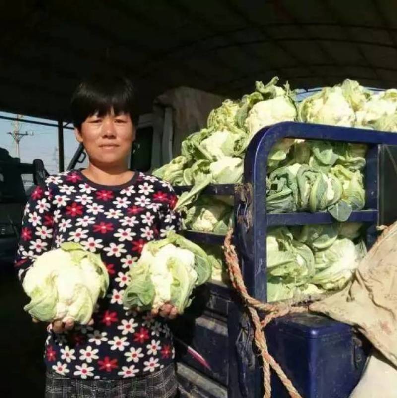 欧兰德德玉78紧花菜种子实花菜菜花花球洁白自覆免盖花