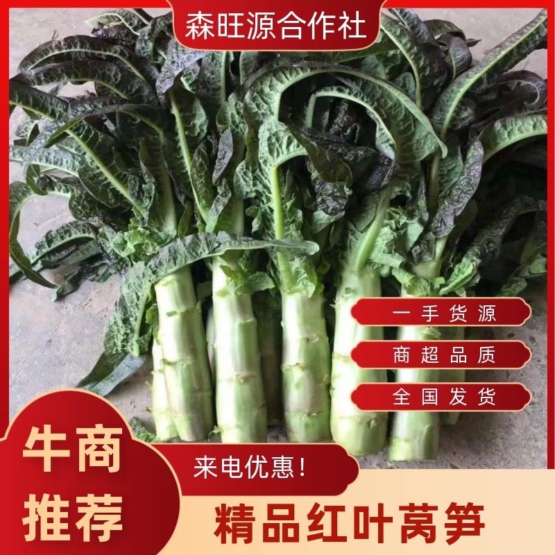 定西大量莴笋上市、红竹二号质量保证价格便宜