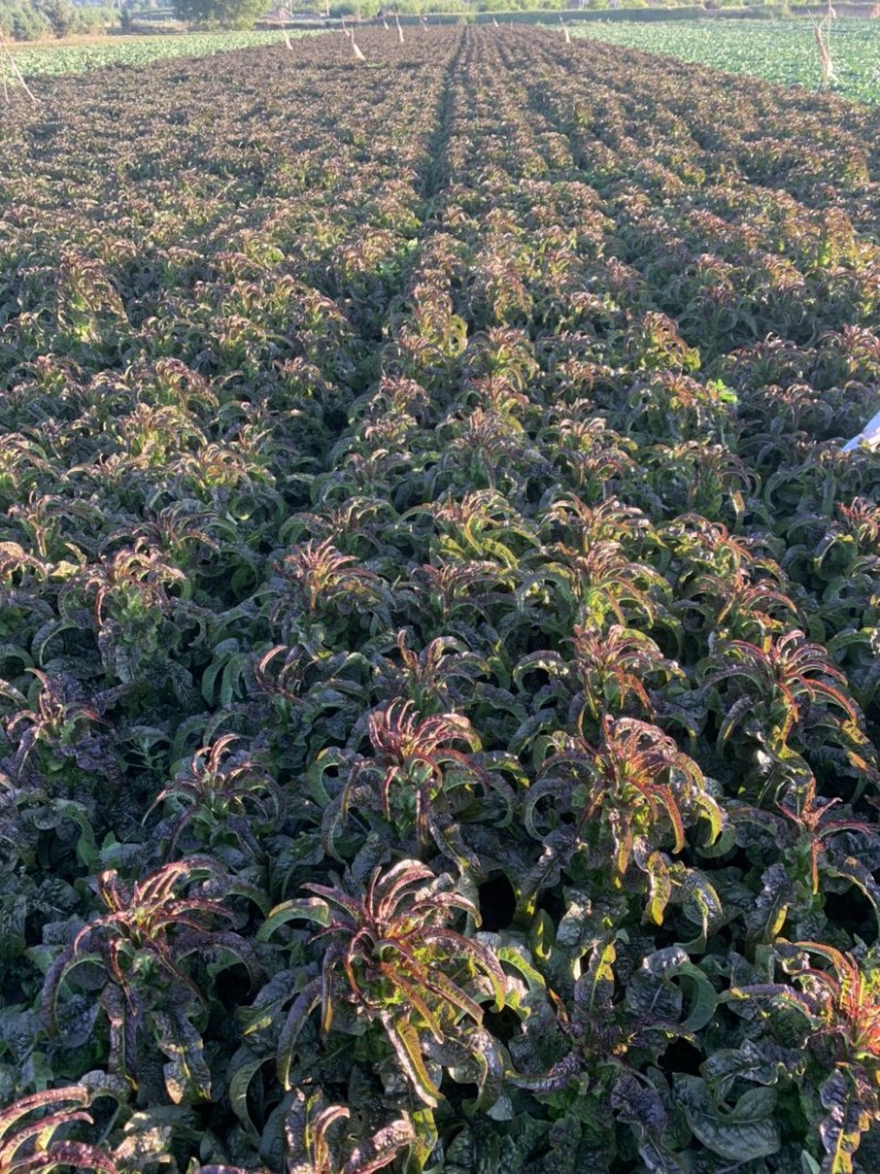 定西大量莴笋上市、红竹二号质量保证价格便宜
