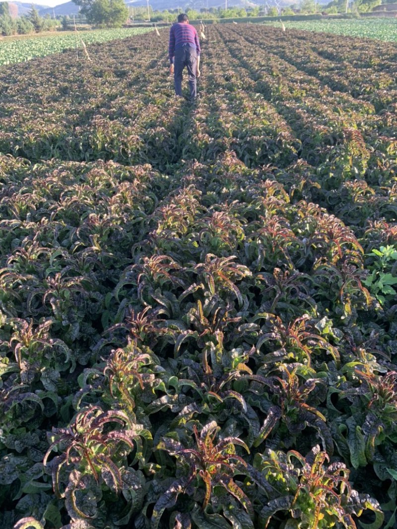 定西大量莴笋上市、红竹二号质量保证价格便宜