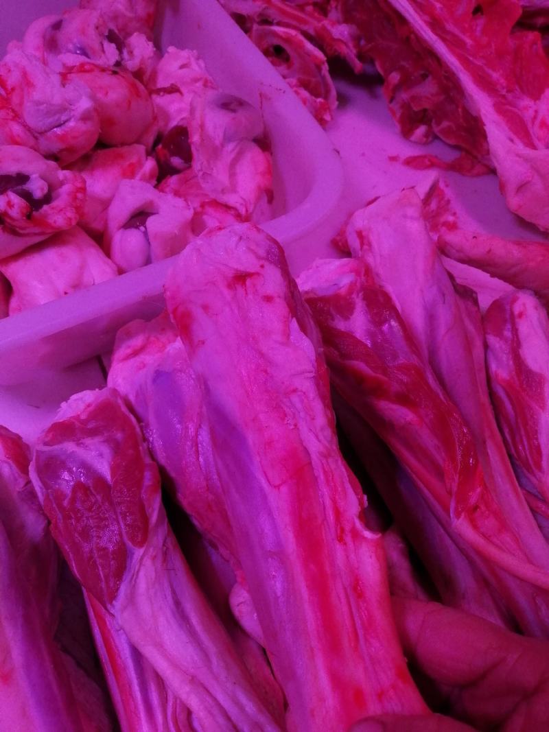羔羊后小腿价格不高