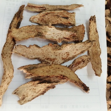 包邮千年健一包针千颗针正品千年见颜色白靓干度好