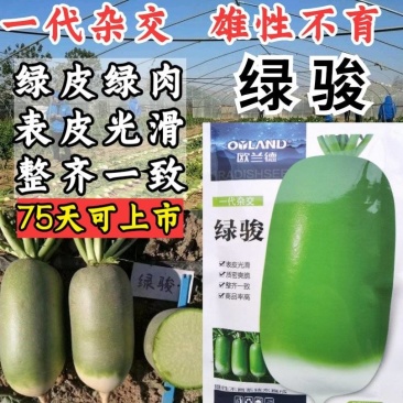 欧兰德绿骏萝卜种子高品质杂交绿皮绿肉秋季基地水果萝卜种子